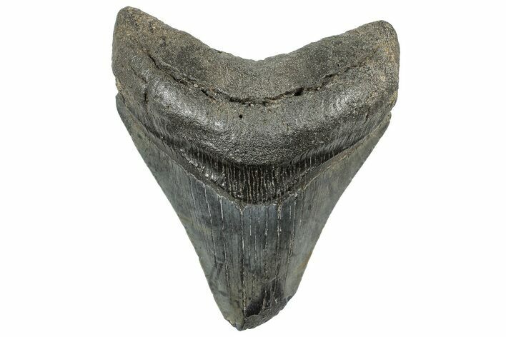 Fossil Megalodon Tooth - South Carolina #308077